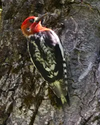 The Red-breasted Sapsucker is a Bird with red head and chest, and black and white body, hanging onto tree bark
